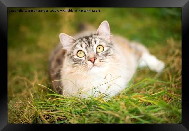 RagaMuffin Cat relaxing on grass Framed Print by Susan Sanger