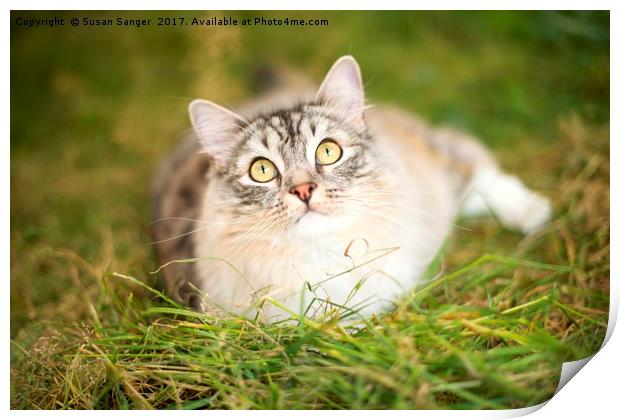 RagaMuffin Cat relaxing on grass Print by Susan Sanger