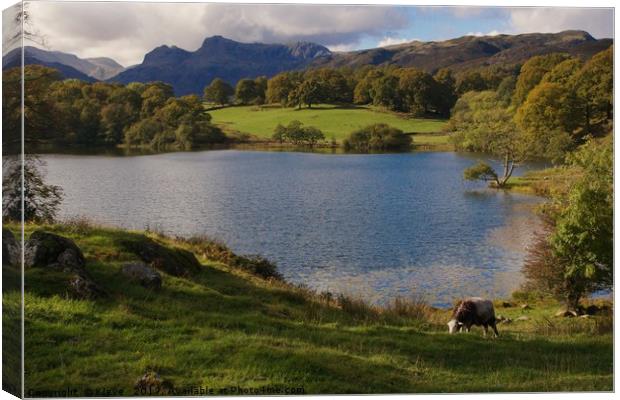 Loughrigg Tarn Canvas Print by Kleve 