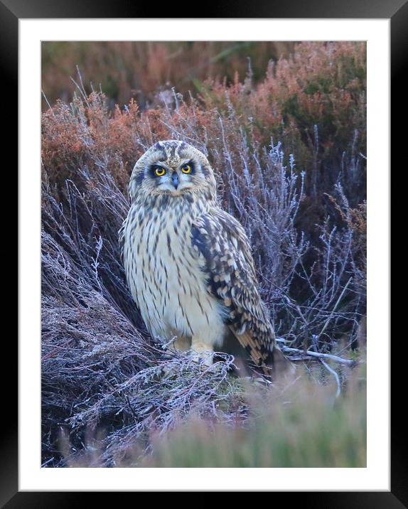 Short-eared Owl in Heather Framed Mounted Print by Linda Lyon
