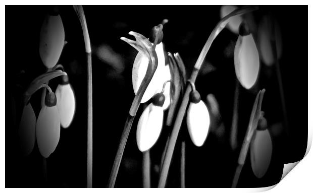 Snow drops coming out of the shadows               Print by Sue Bottomley