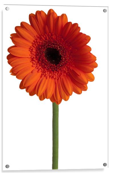 Single Orange Gerbera Acrylic by Elaine Young