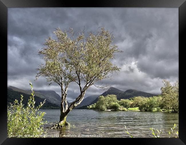 Padarn Lonely Tree  Framed Print by Graham Williams