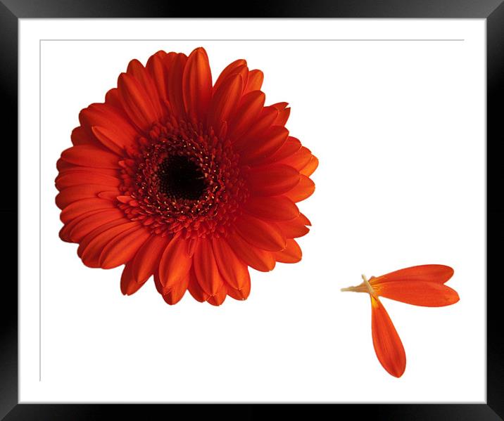Orange gerbera with loose petals Framed Mounted Print by Elaine Young