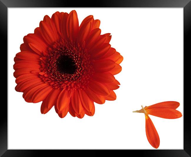 Orange gerbera with loose petals Framed Print by Elaine Young