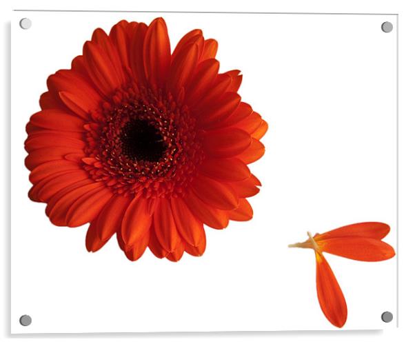 Orange gerbera with loose petals Acrylic by Elaine Young