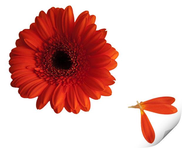 Orange gerbera with loose petals Print by Elaine Young