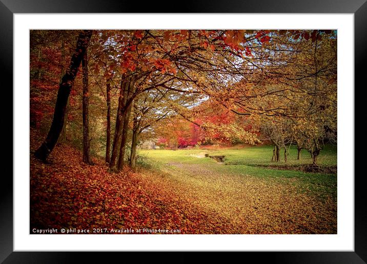 Fallen leaves Framed Mounted Print by phil pace