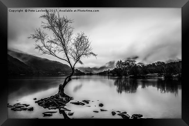 The Tree Llyn Padarn Framed Print by Pete Lawless