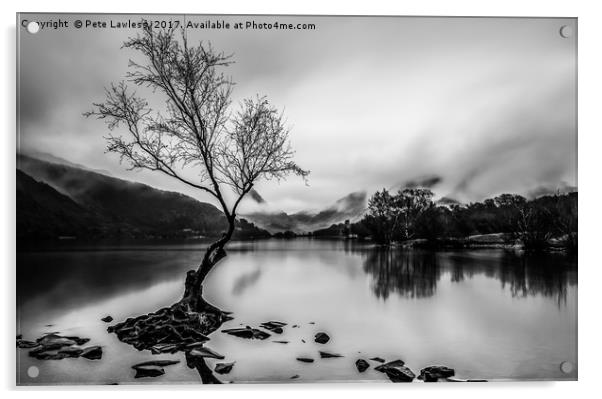 The Tree Llyn Padarn Acrylic by Pete Lawless