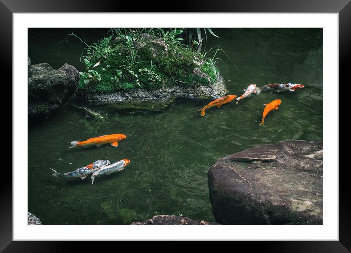 Zen Koi Fish Framed Mounted Print by Hemerson Coelho