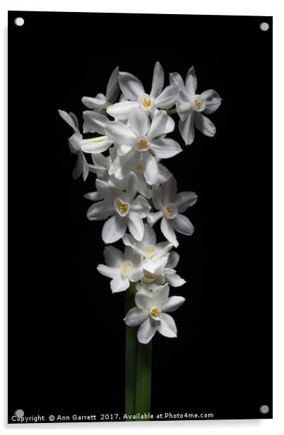 Narcissus Papyraceus Acrylic by Ann Garrett