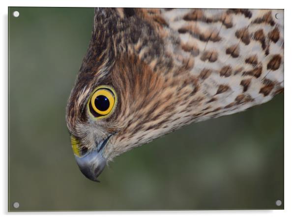 Sparrowhawk Acrylic by Macrae Images