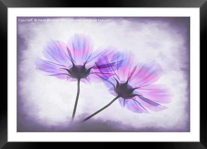 Transparent Purple Petals Framed Mounted Print by Steve Whitham