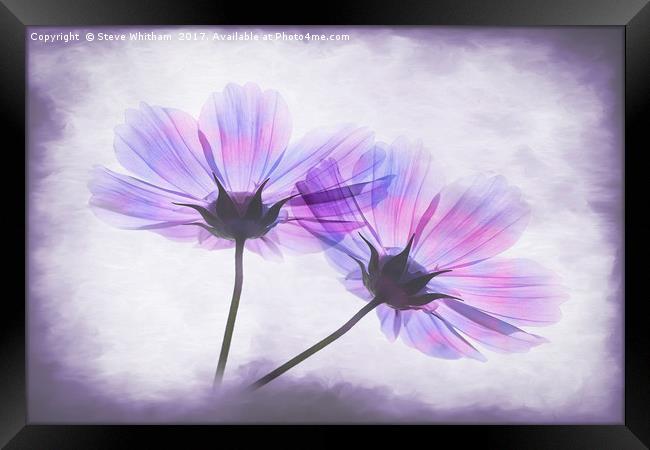 Transparent Purple Petals Framed Print by Steve Whitham