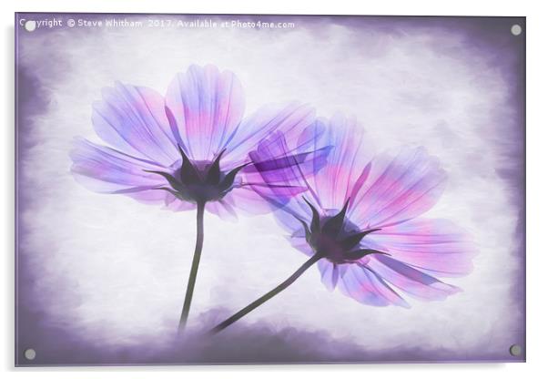 Transparent Purple Petals Acrylic by Steve Whitham