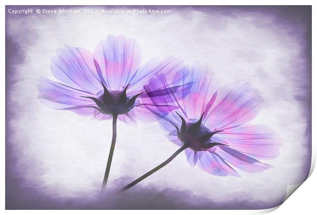 Transparent Purple Petals Print by Steve Whitham