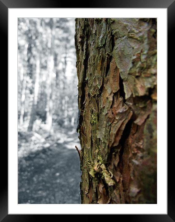 Bark Framed Mounted Print by Donna Collett