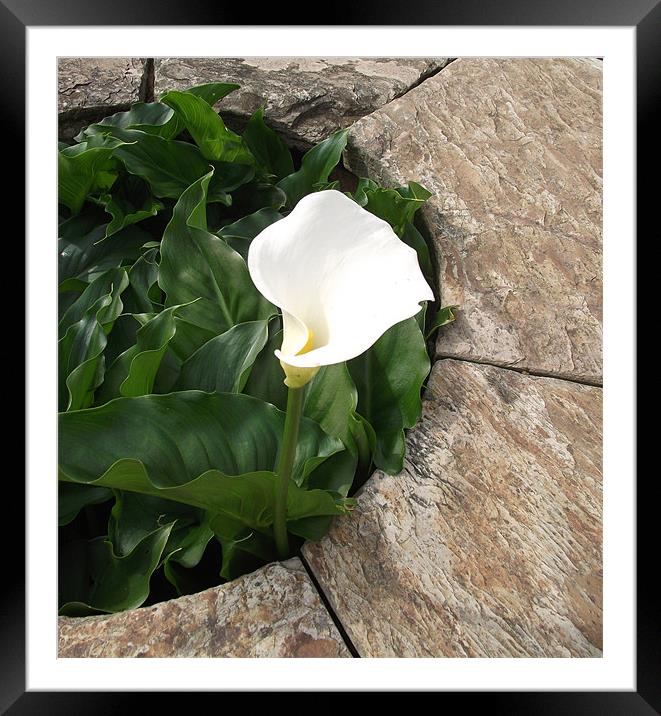 A single white lilly Framed Mounted Print by kelly Draper