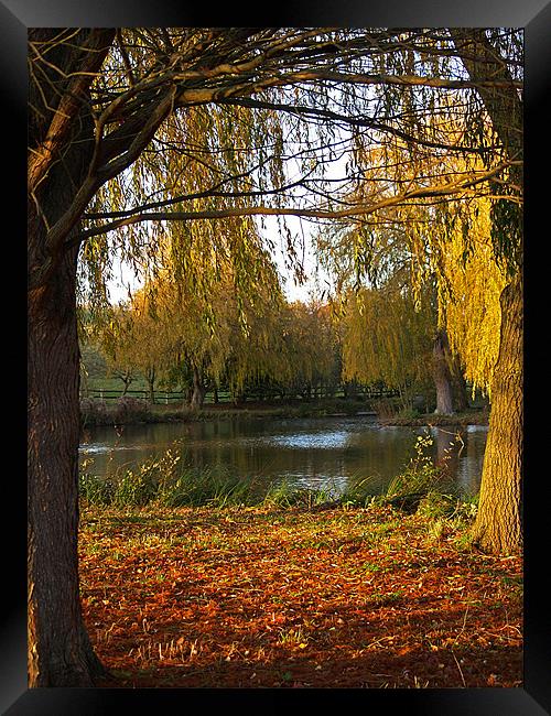 Autumn Colours Framed Print by Bel Menpes