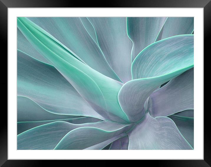 Agave Attenuata Abstract Framed Mounted Print by Bel Menpes