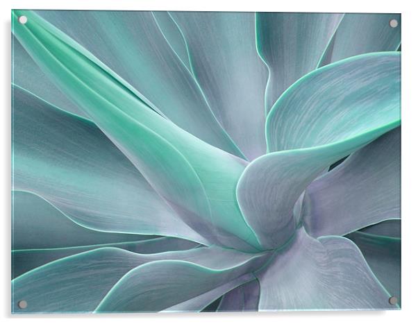 Agave Attenuata Abstract Acrylic by Bel Menpes