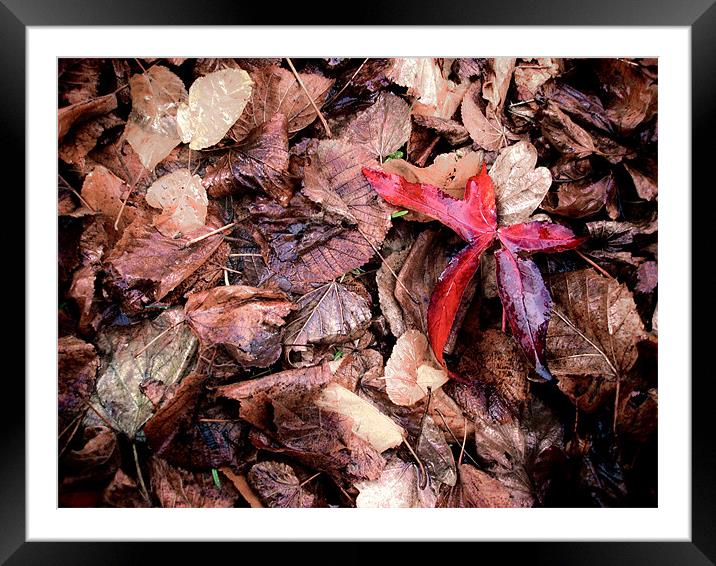 Autumn Leaves, red one out. Framed Mounted Print by K. Appleseed.
