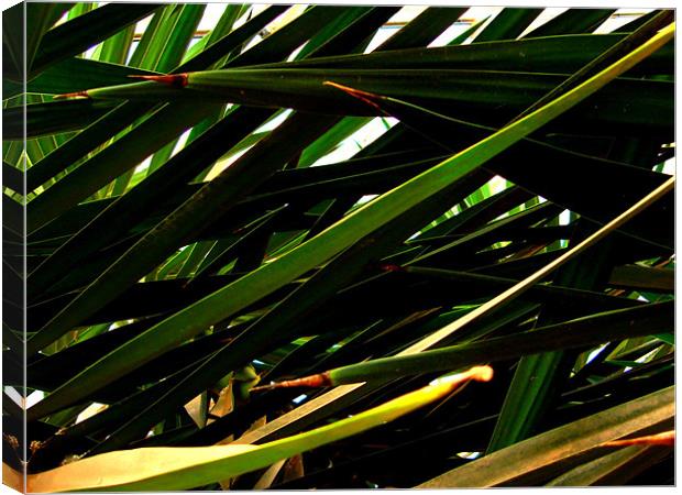 Palm Leaves Torre Abbey Canvas Print by K. Appleseed.