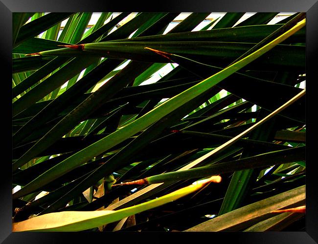 Palm Leaves Torre Abbey Framed Print by K. Appleseed.
