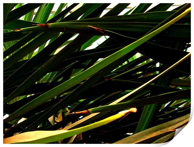 Palm Leaves Torre Abbey Print by K. Appleseed.