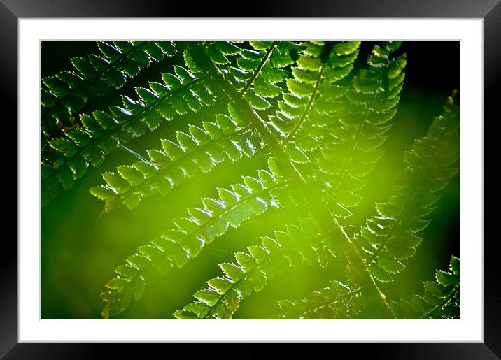 Fern abstract Framed Mounted Print by K. Appleseed.