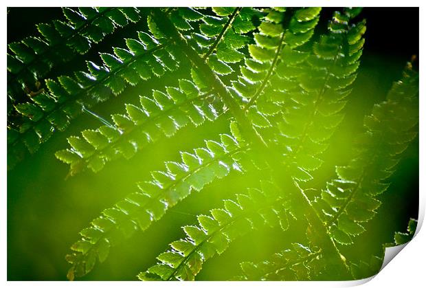 Fern abstract Print by K. Appleseed.