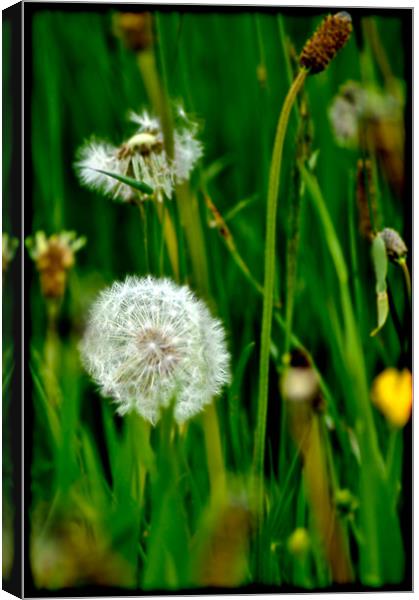 Dandelions In Grass Canvas Print by K. Appleseed.