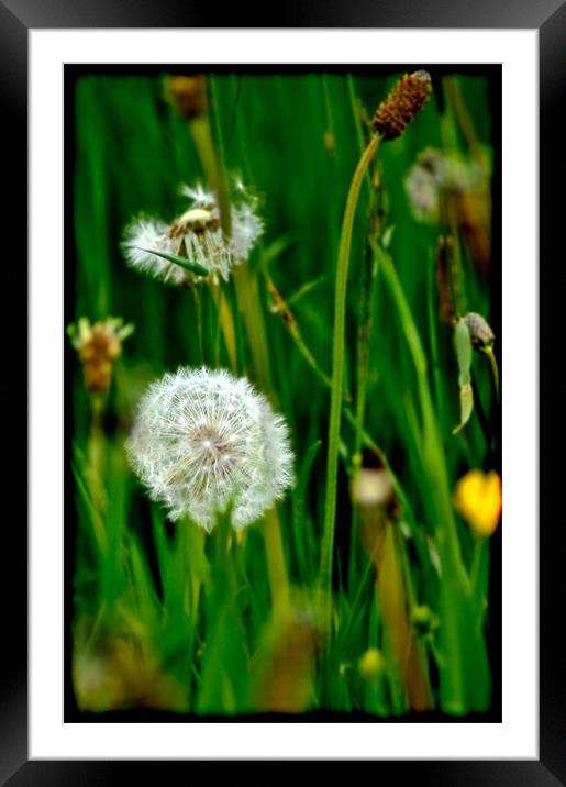 Dandelions In Grass Framed Mounted Print by K. Appleseed.