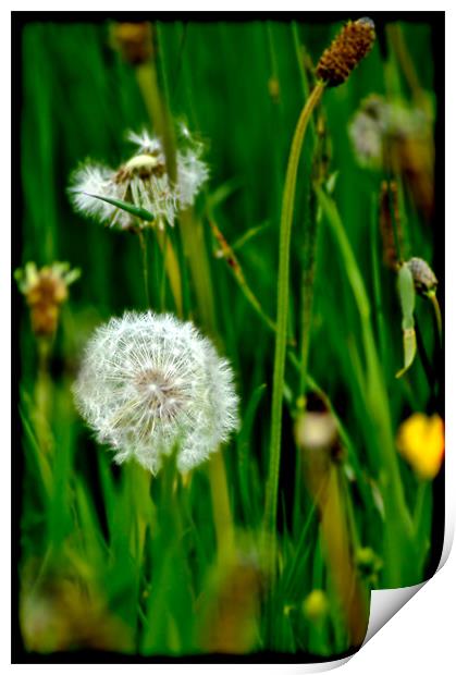 Dandelions In Grass Print by K. Appleseed.