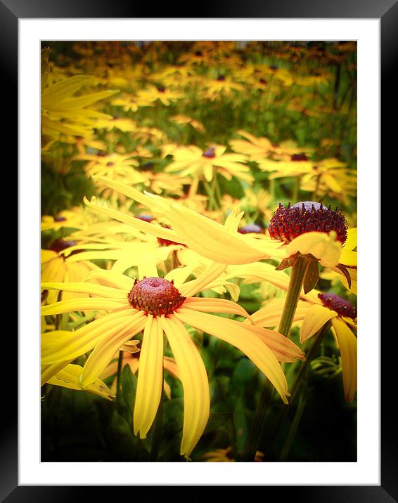 Yellow Rudbeckia Framed Mounted Print by K. Appleseed.