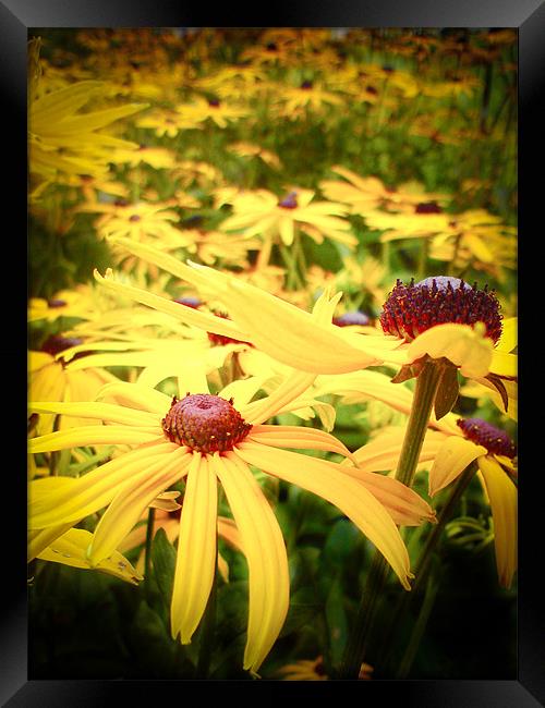 Yellow Rudbeckia Framed Print by K. Appleseed.
