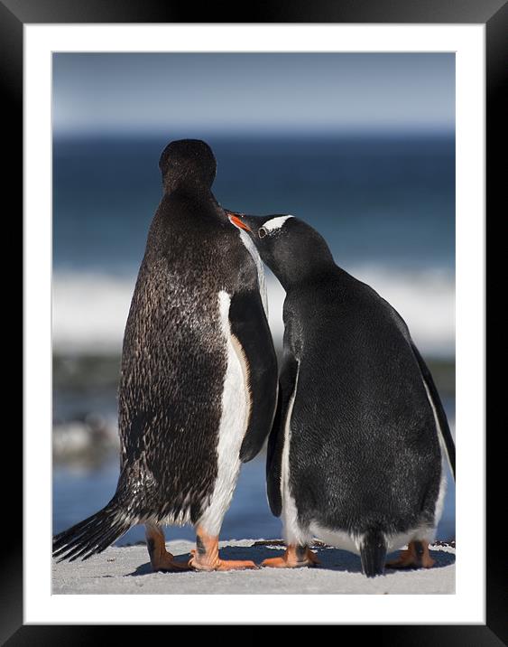 A touching moment Framed Mounted Print by Paul Davis