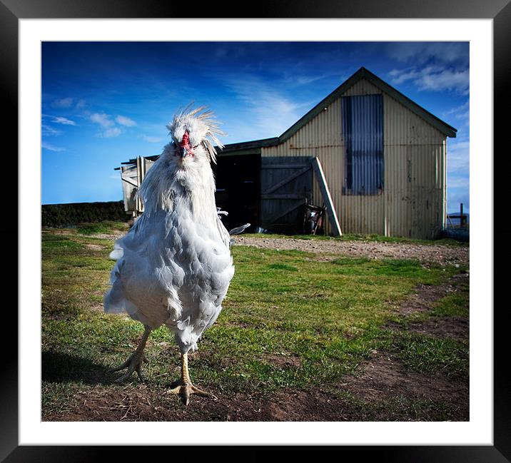 Who are you calling chicken? Framed Mounted Print by Paul Davis