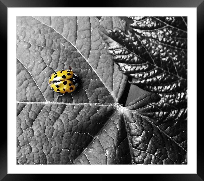 Harlequin Ladybird - Colour Highlight Framed Mounted Print by Donna Collett