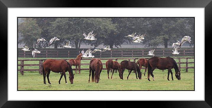 Happy Horses Framed Mounted Print by Will Black