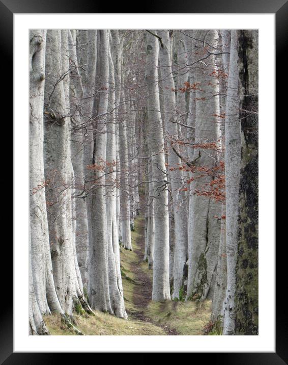 Woods for the Trees                                Framed Mounted Print by alan todd
