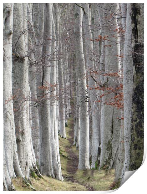 Woods for the Trees                                Print by alan todd