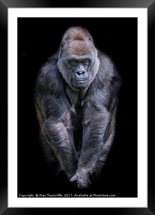 Majestic Silverback Gorilla Framed Mounted Print by Alan Tunnicliffe