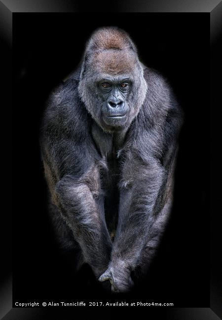 Majestic Silverback Gorilla Framed Print by Alan Tunnicliffe