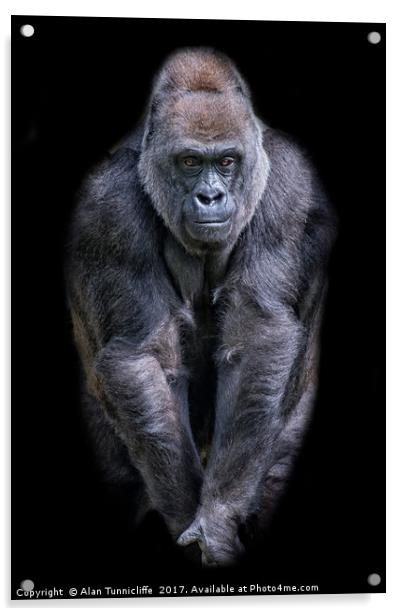 Majestic Silverback Gorilla Acrylic by Alan Tunnicliffe