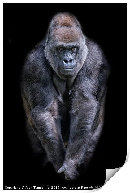 Majestic Silverback Gorilla Print by Alan Tunnicliffe