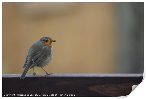 Robin Print by Diane Jones