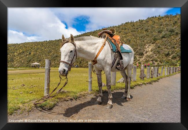White Horse Tied Up at Cotopaxi National Park Ecua Framed Print by Daniel Ferreira-Leite