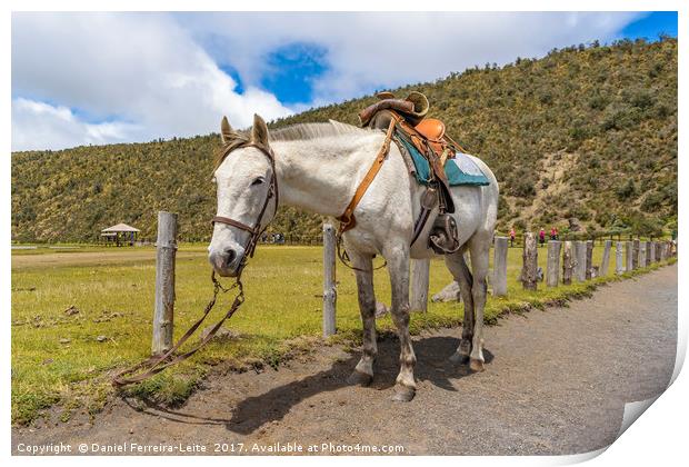 White Horse Tied Up at Cotopaxi National Park Ecua Print by Daniel Ferreira-Leite